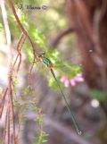 Chalcolestes viridis